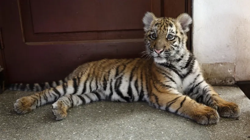 Tigresa rescatada en Guatemala.