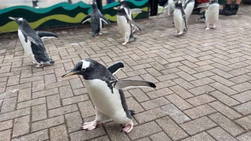 Pingüinos en el zoológico de Edimburgo.