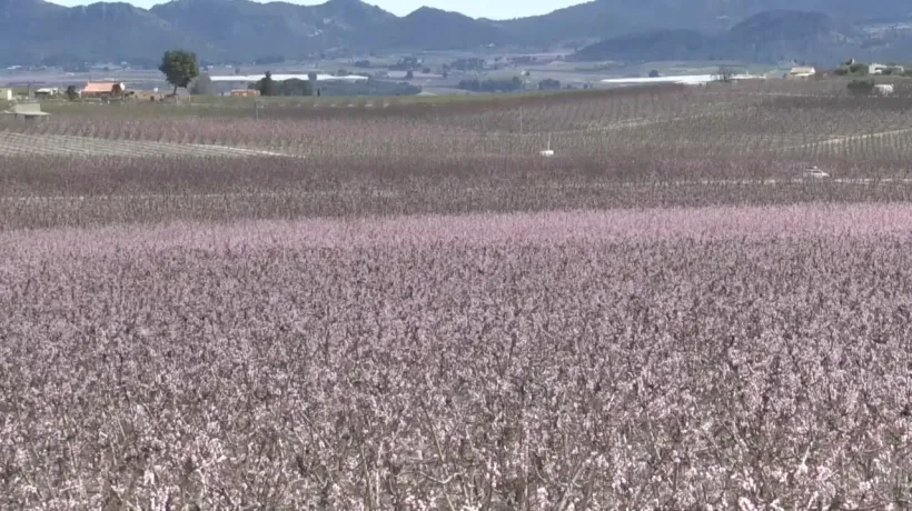 La floración de Cieza.