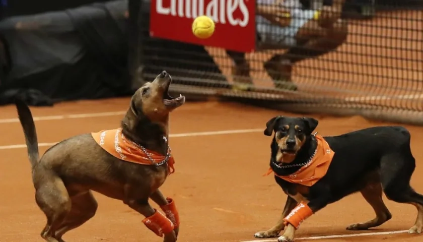 Perros recoge pelotas en el Abierto de Tenis de Brasil.