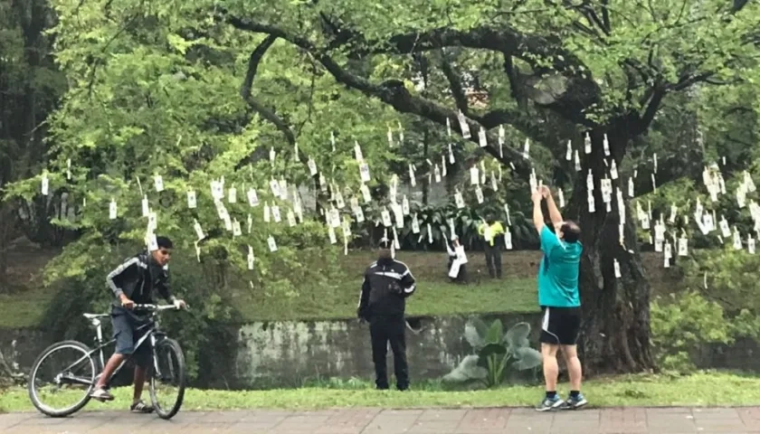 Un hombre arranca un billete de un árbol en Bogotá.