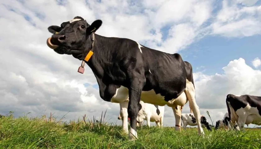 Una vaca lechera. 
