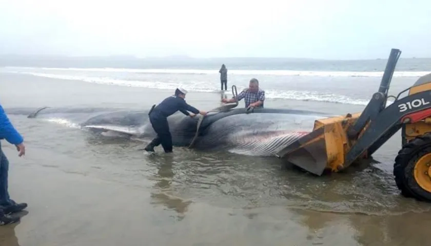  Trabajos de remolque del cuerpo sin vida de una ballena en la orilla de la playa de Tongoy, en la norteña región de Coquimbo (Chile). 
