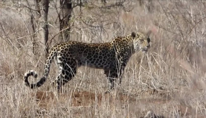 Leopardo en el parque nacional Kruger de Sudáfrica.