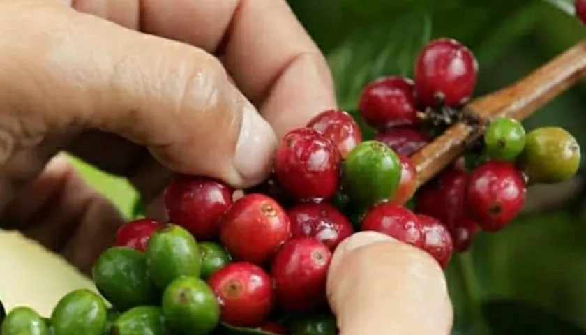 La producción de café en enero fue de 1.081.000 sacos de 60 kilogramos.