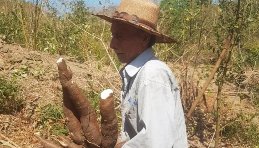 Campesino Eloy Hernández, quien lanzó un SOS por los cultivadores de yuca.