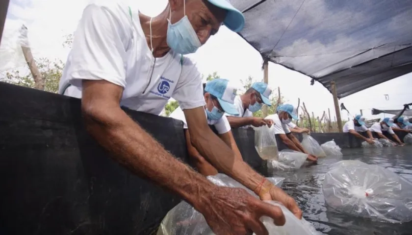 Siembra de 30 mil alevinos de mojarra roja, beneficiando las asociaciones de campesinos y pescadores de Santo Tomás y Sabanagrande.