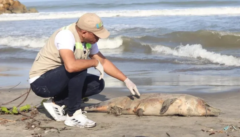 Un funcionario inspecciona el delfín costero hallado este lunes en Cartagena.