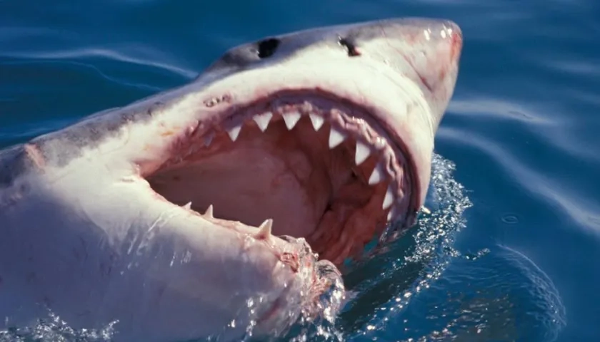 Dimensión de un tiburón blanco, imagen de referencia.
