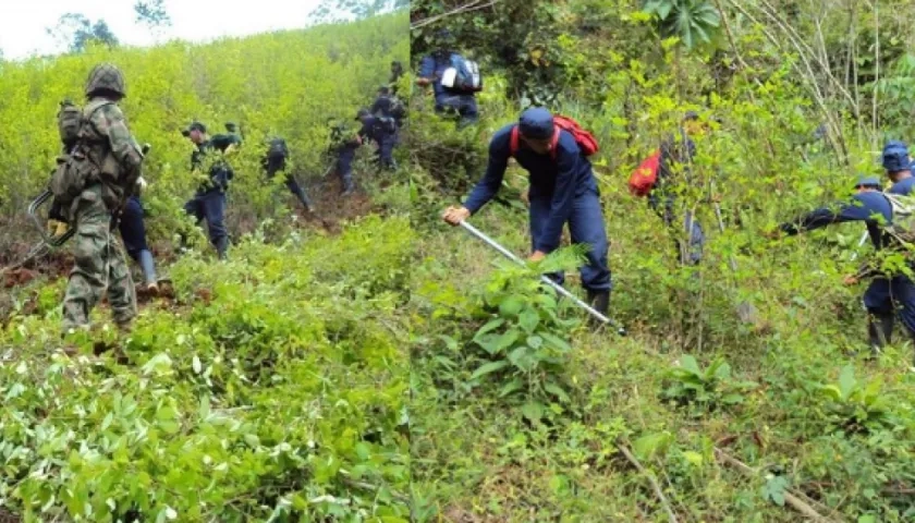 El cultivo de coca en Colombia aumentó a 245.000 hectáreas en 2020.