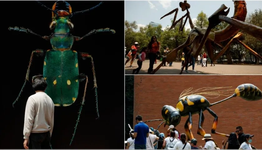 Visitantes observan la muestra expuesta en el marco del Festival Insecta que se celebra en el Bosque de Chapultepec, en Ciudad de México.