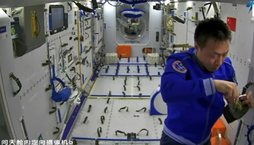 Un astronauta chino revisa las plantas de arroz,