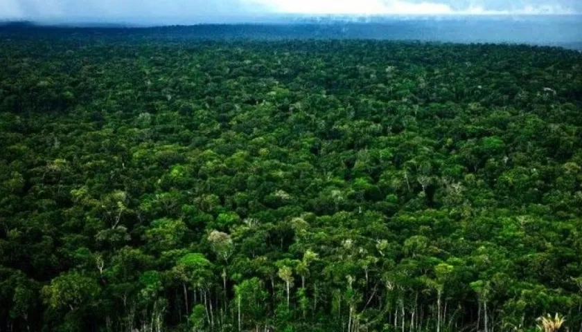 Bosques amazónicos. 