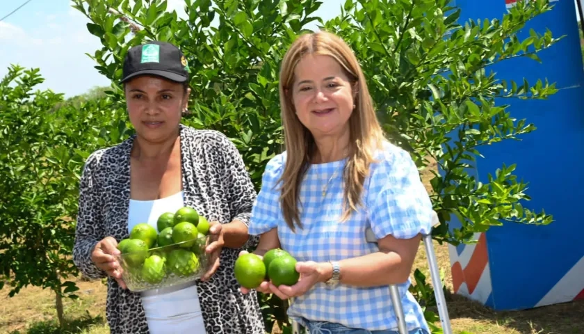 La gobernadora Elsa Noguera con una cosecha de limón tahití en Repelón. 