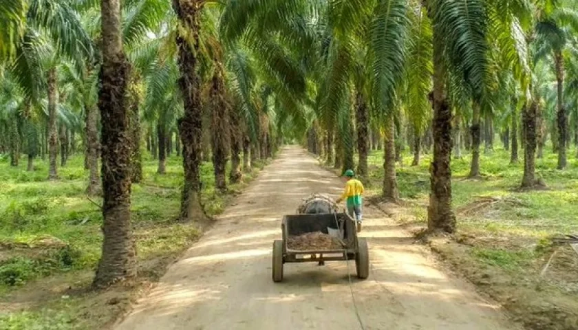 Entre enero y abril de este año la producción de palma de aceite alcanzó 728.600 toneladas