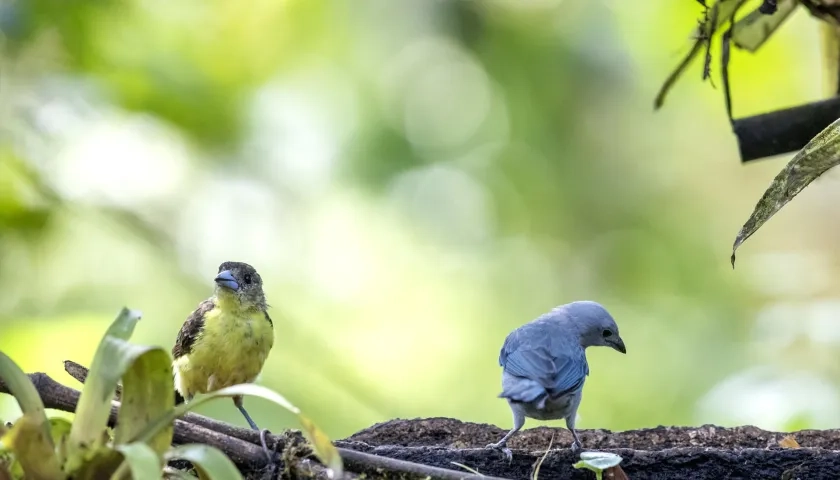 Dos aves tangaras en Ecuador.