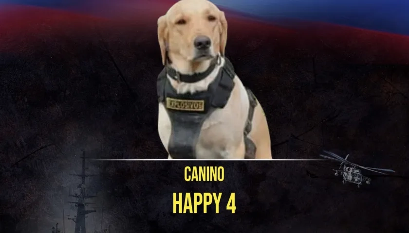 ‘Happy’, el perro labrador antiexplosivos del Ejército que murió en el atentado. 