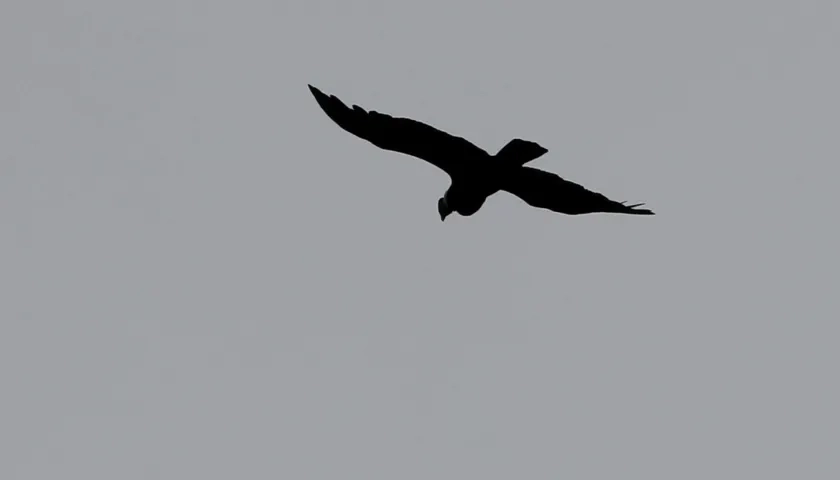 Un cóndor vuela sobre el páramo El Almorzadero.