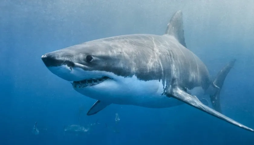 Fotografía referencia de un tiburón