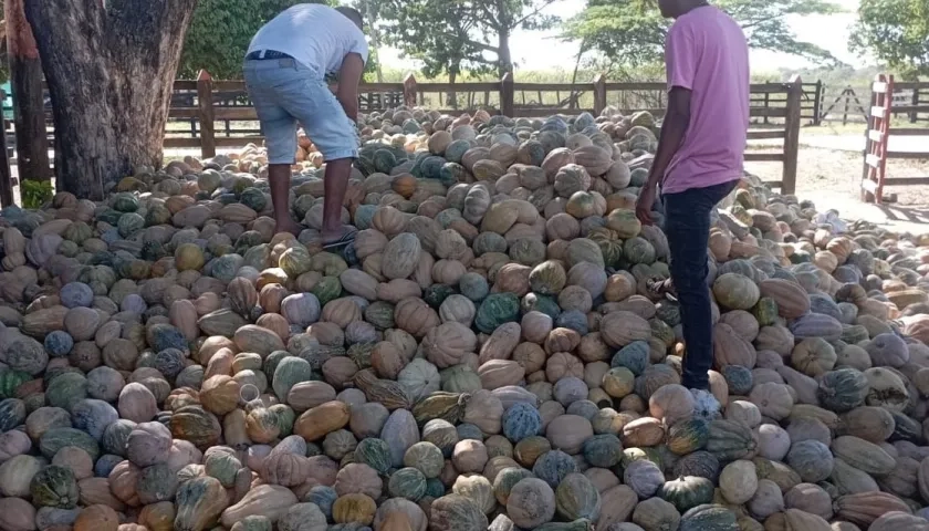 En zona rural están a punto de perderse 470 toneladas de auyama