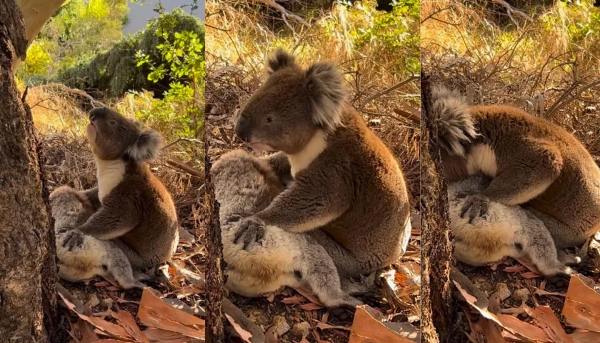Koala llora a su compañera.