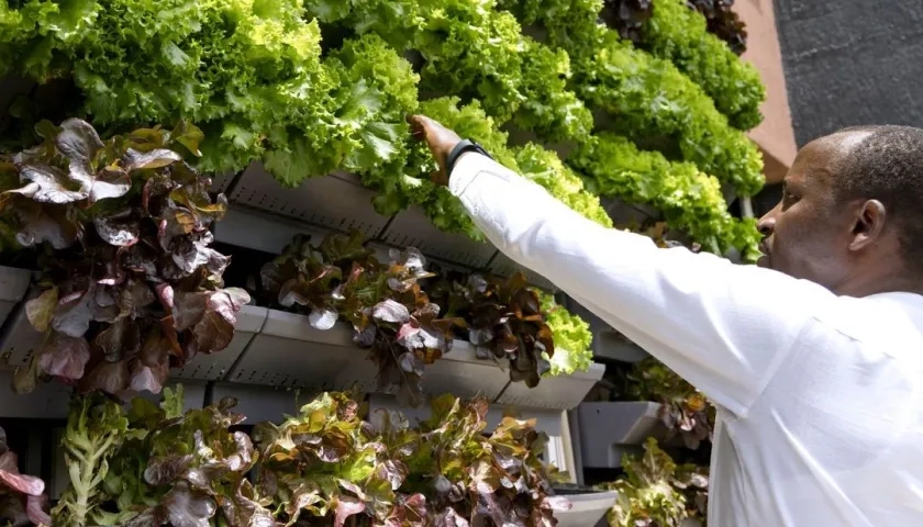 La hidropónica y la agricultura vertical están revolucionando la forma en que utilizamos los espacios urbanos, dice la FAO