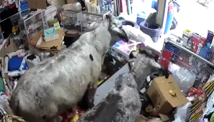 Dos vacas en el local comercial.