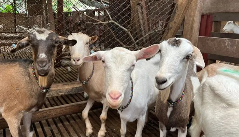 El ántrax especialmente afecta a vacas, ovejas y cabras.