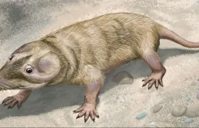 Brasilitherium, mamífero que vivió durante el Triásico Superior. 