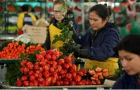  Colombia exportará 35.000 toneladas de flores a Estados Unidos.