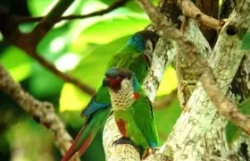 Los pajareros colombianos lograron de esta manera el bicampeonato mundial de avistamiento de especies de aves registradas en 24 horas. 