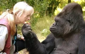 La gorila Koko y su amiga y profesora, la doctora Penny Patterson.