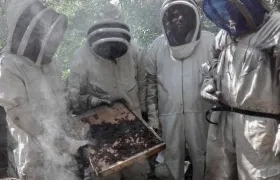 Apicultores con abejas muertas en Tierralta.