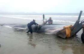  Trabajos de remolque del cuerpo sin vida de una ballena en la orilla de la playa de Tongoy, en la norteña región de Coquimbo (Chile). 