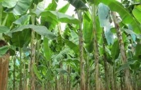 Plantación de bananos en La Guajira afectada por hongo.