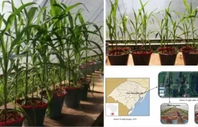 Esta investigación presenta una alternativa sostenible viable que puede remplazar a los fertilizantes solubles, señala la Unicosta.