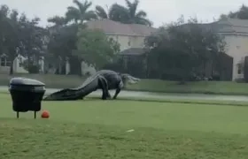 Cocodrilo en un campo de golf en Florida.