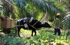 Trabajador de un cultivo de aceite de palma.