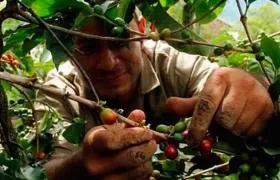 Producción cafetera colombiana cayó un 12% en marzo.