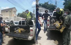Caimán trasladado por la Policía. 