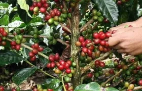 Las exportaciones de café se mantienen estables.