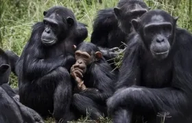 Investigación se llevó a cabo en cinco grupos de chimpancés.