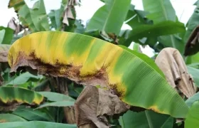 La cepa R4T puede destruir plantaciones de banano.