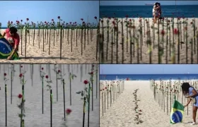 Rosas sembradas en las playas de Copa Cabana. 