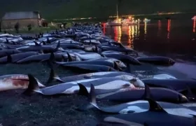  "Sea Shepherd ha estado luchando para detener esta caza desde principios de la década de 1980,