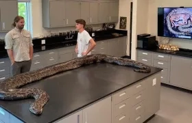 Atrapan serpiente pitón de 5.5 metros de largo