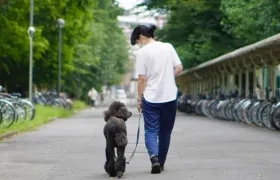Un perro pasea con su dueña. 