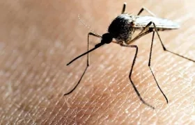 Aedes Aegypti, mosquito transmisor del dengue. 