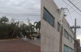 Árbol caído y afectación en el servicio de energía en Miramar. 