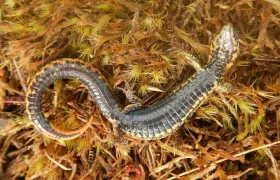 Fotografía sin fecha cedida por el Servicio Nacional de Áreas Naturales Protegidas por el Estado que muestra una nueva especie de lagartija.